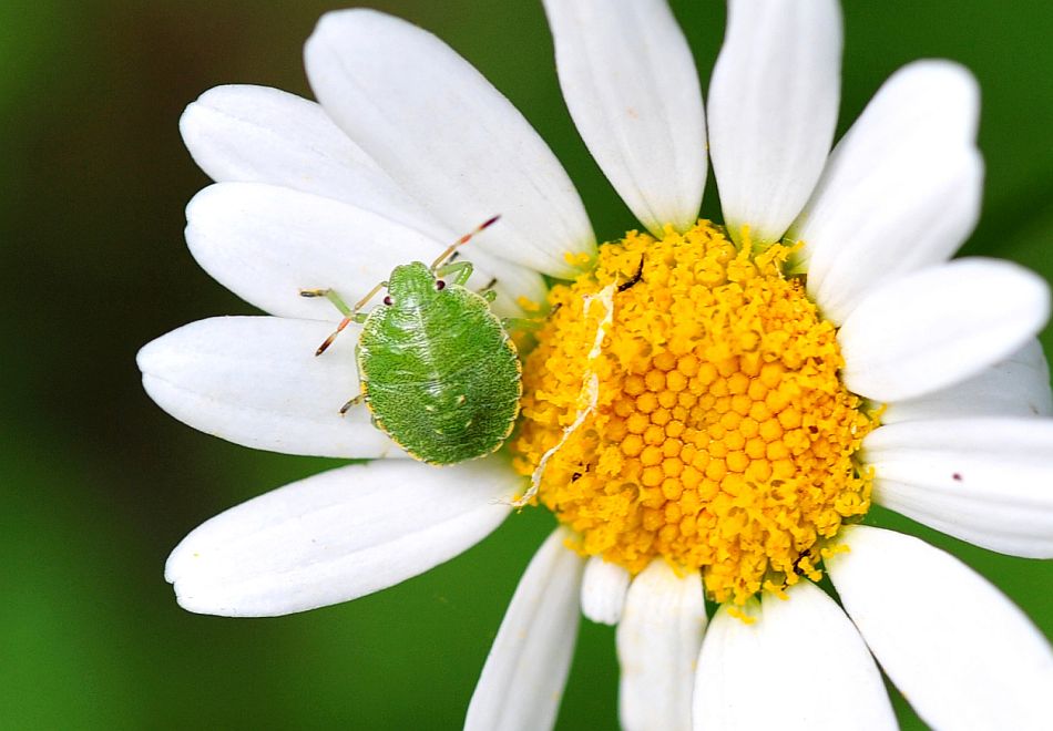 La vita in un fiore